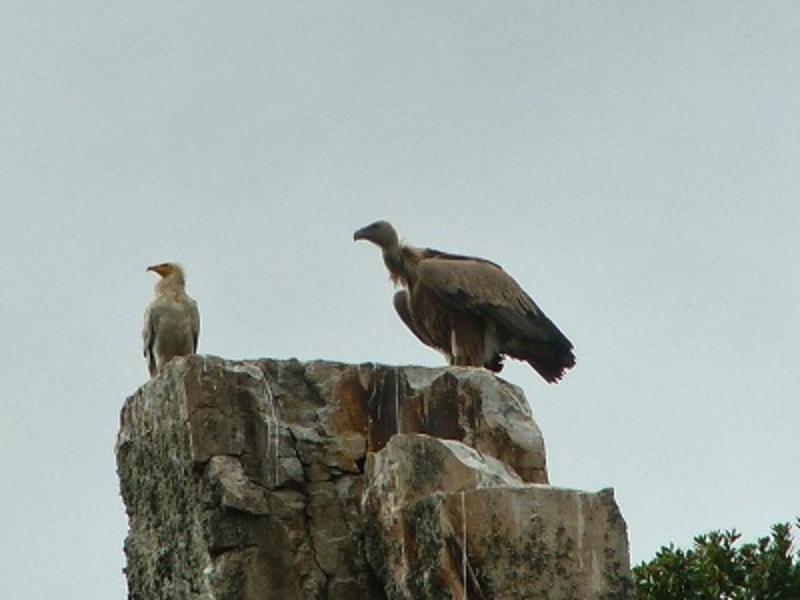 Los Montes ξενώνας Casas de Miravete Εξωτερικό φωτογραφία